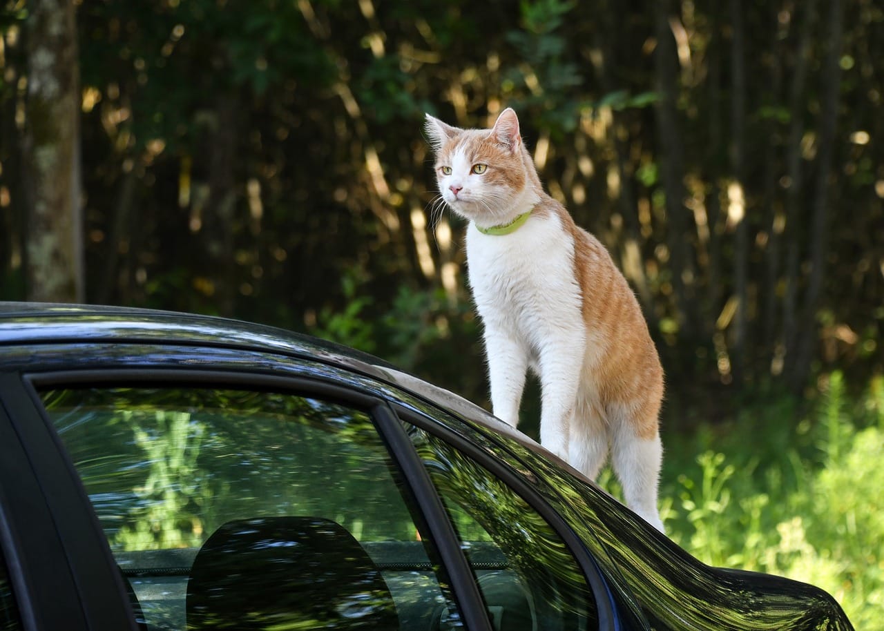 Co obejmuje gwarancja na nowego Changana? motoryzacja (105)